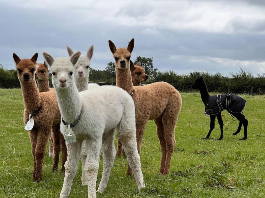 Holiday home The Alpaca With Hot Tub And Alpaca Experience Included *