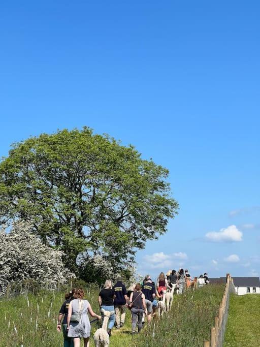 Holiday home The Alpaca With Hot Tub And Alpaca Experience Included Dromara