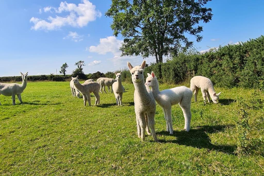 Holiday home The Alpaca With Hot Tub And Alpaca Experience Included *